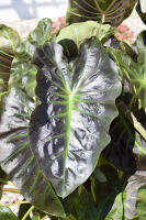 บอนอโลฮ่า (Colocasia Aloha) กระถาง 4 นิ้ว ลวดลายสีโดดเด่น แปลกตา เป็นราชินีแห่งไม้ใบ อโลคาเซีย สายดำ ต้นเบบี๋ ส่งทั้งกระถาง