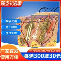 50 times magnified skin structure anatomical model level of organization structure of micro plastic suture beauty teaching