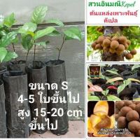 ต้นคีเปล Kepel ต้นไม้มหัศจรรย์ผลทานเเล้วตัวหอม ต้น  สูง15-20 ซม. ไซร์ S มี4-5ใบขึ้นไป อายุต้นพันธ์3-5เดือน