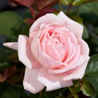 20 เมล็ด กุหลาบ นำเข้า Renaissance Rose Seeds สายพันธุ์ Nelly ดอกไม้สีชมพู