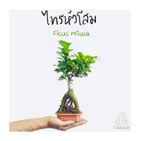 Treeno.9 T482 ไทรหัวโสม  Ficus retusa  กระถาง 5 นิ้ว  ไม้ประดับ บอนไทร โขดสวยงาม  เป็นต้นไม้มงคล ต้นไม้สูง 25-30 ซม.