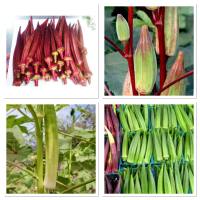 เมล็ดพันธุ์ กระเจี๊ยบ ( Okra Seed ) จำนวนเมล็ด อยู่ที่รายละเอียดสินค้าค่ะ