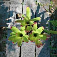 Bromeliad สับปะรดสี​ 3ต้น170 เขียวปลายชมพู กระถาง​ 5 นิ้ว​