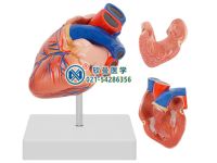 Medical human body heart anatomy model