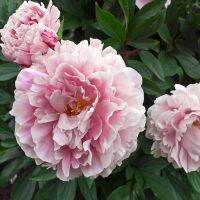 20 เมล็ด เมล็ดโบตั๋น ดอกโบตั๋น ดอกพีโอนี (Peony) สีชมพู Jin ling ดอกไม้นี้​เป็นสัญลักษณ์ของความมั่งคั่งร่ำรวย ความซื่อสัตย์ อัตราการงอกสูง 70-80%