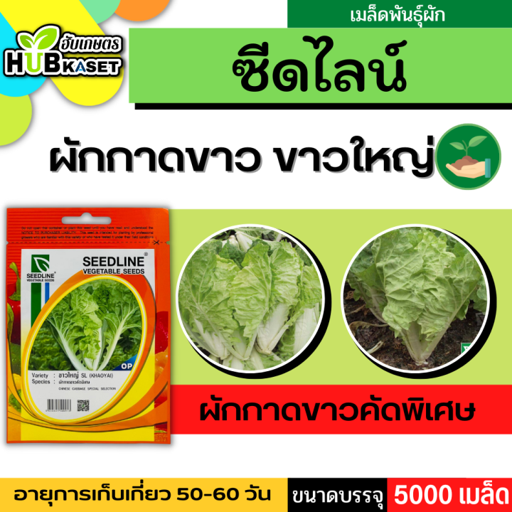 ซีดไลน์ 🇹🇭 ผักกาดขาวคัดพิเศษ ขาวใหญ่ SL ขนาดบรรจุประมาณ 5000 เมล็ด อายุเก็บเกี่ยว 50-60 วัน