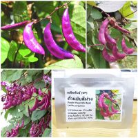 เมล็ดพันธุ์ ถั่วแปบสีม่วง (Purple Hyacinth Bean Seed) 15 เมล็ด คุณภาพดี ราคาถูก ของแท้