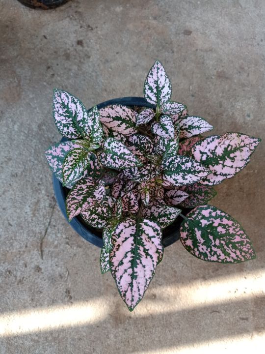 ละอองดาว-ไฮโพเอสเทส-hypoestes-ไม้ประดับสวยงามลวดลายสวยแปลกตา