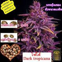 ♘Dark Tropicana ดาร์กทรอปิกาน่าโฟโต้ นอก+เมีย100 เปอร์เซ็น✮