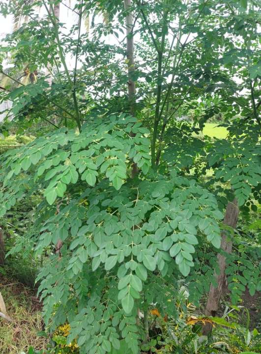 Malungay tree moringa or drumstick tree - rooted or cuttings | Lazada PH