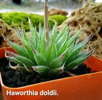 Haworthia dodii CCI-414 A043