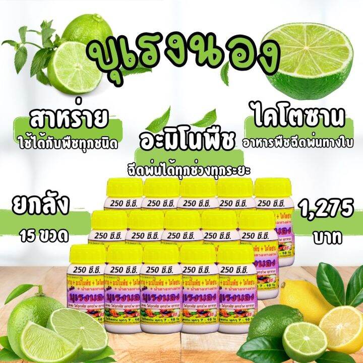 พร้อมส่ง-บุเรงนอง-ขนาด-250-ซีซี-ยกลัง-15-ขวด-อะมิโนพืช-สาหร่าย-ไคโตซาน-น้ำตาลทางด่วน-อาหารพืช-ใช้ฉีดพ่นทางใบ-ฉีดพ่น-ได้ทุกพืช-มะนาว