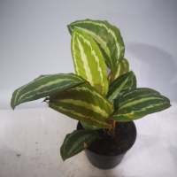 คล้าแตงโม (Calathea Picturata) #ไม้ฟอกอากาศ #ไม้มงคล #ใจเกษตร