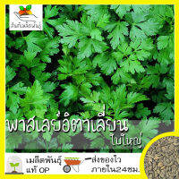 เมล็ดพันธุ์ พาสเลย์อิตาเลี่ยนใบใหญ่ 500เมล็ด Flat Leaf Italian Parsley Seed เมล็ดพันธุ์แท้100% นำเข้าจากต่างประเทศ ราคาถูก ดี