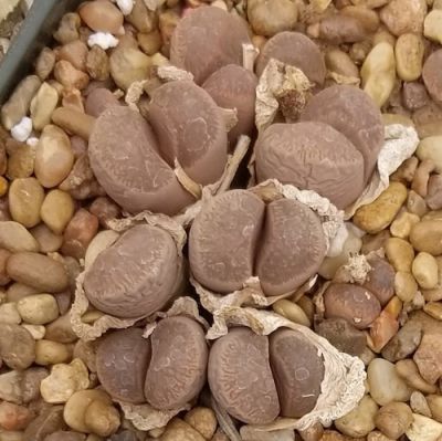 10 เมล็ด ไลทอป กระบองเพชร ไม้อวบน้ำ กุหลาบหิน แคคตัส Living Stones Lithops สายพันธุ์ comptonii C377