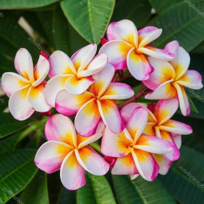 30 เมล็ดพันธุ์ Bonsai เมล็ด ลั่นทม หรือ ลีลาวดี สายพันธุ์แคระ Frangipani Plumeria Seed นำเข้าจากฮาวาย อัตราการงอกของเมล็ด 80-85%