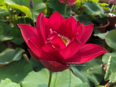 เมล็ดบัว 100 เมล็ด ดอกสีแดง เข้ม ดอกเล็ก พันธุ์แคระ จิ๋ว  ของแท้ 100% เมล็ดพันธุ์บัวดอกบัว ปลูกบัว เม็ดบัว สวนบัว บัวอ่าง Lotus Waterlily Seed