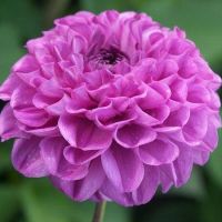 35 เมล็ด Flower Seeds เมล็ดพันธุ์ Dahlia Karma Choc สายพันธุ์ยุโรป ดอกรักเร่ นำเข้าจากอังกฤษ ดอกใหญ่  Dahlia Flower Seeds