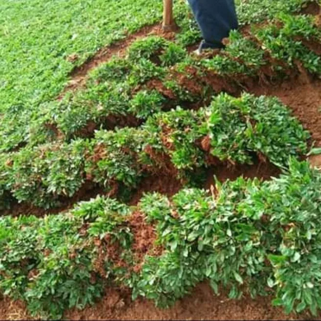 Rumput Gajah Mini 1 Meter Lazada Indonesia