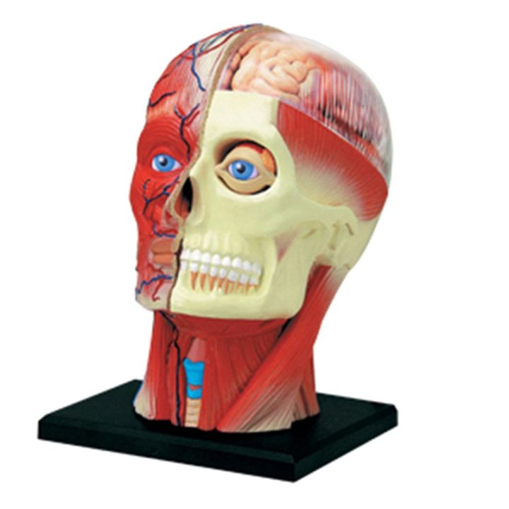 medical-torso-human-body-model-education-head-muscles-nerve-organs-model-for-student-teaching-study-assembling-model