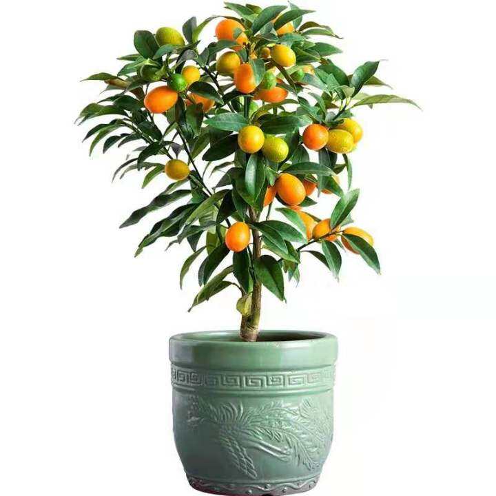 Kumquat Tree Potted Four Seasons Orange Tree with Fruits Lucky Indoor ...