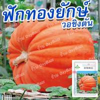 เมล็ดพันธุ์ฟักทองยักษ์ เมล็ดฟักทองยักษ์วอชิงตัน 5เมล็ด Washington Giant pumpkin seeds