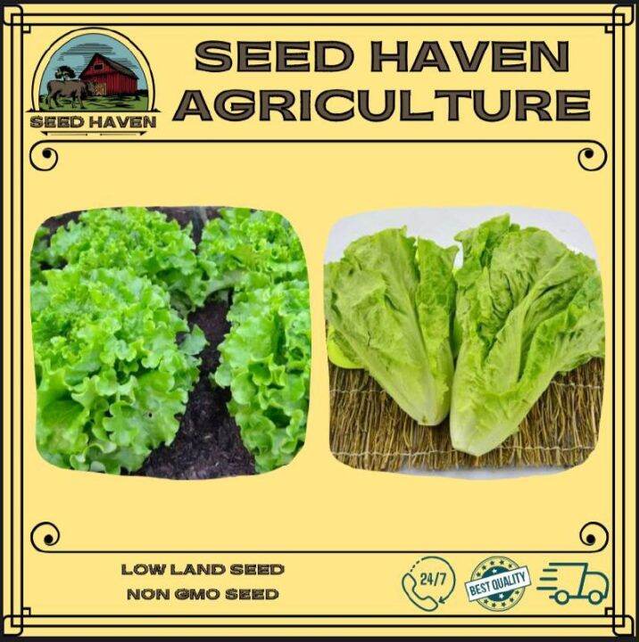 Lettuce seed / Celtuce seed (230500 seeds) Lazada