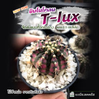 ?ยินโน T-lux ? ไม้ชำหน่อ โคลนทีลักซ์  ⭐ด่างสีชมพู ⭐รากเดินดีมาก  ⭐พูอวบๆยับๆ ⭐ฟุคุริวชัดเจน ส่งทั้งกระถาง