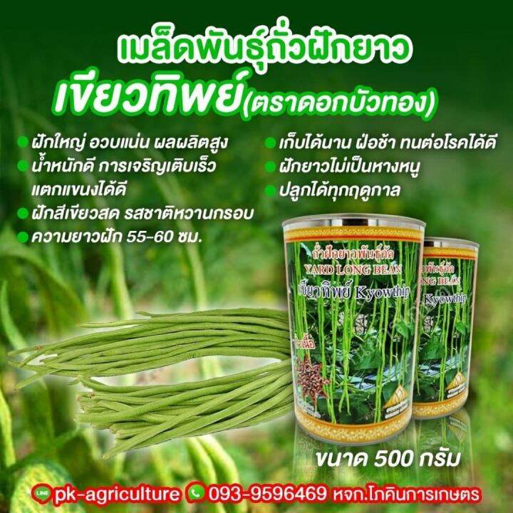 เมล็ดพันธุ์ถั่วฝักยาวเขียวทิพย์-ขนาด-500-กรัม