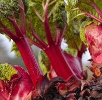 เมล็ดพันธุ์ รูห์บาบ รูห์บาบแดง รูห์บับแดง (Red Rhubarb) จากอังกฤษ