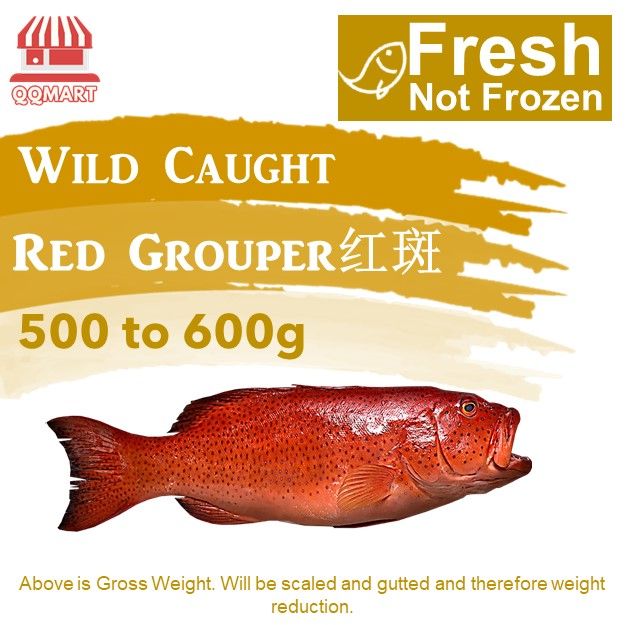 Qqmart Fresh Seafood Not Frozen Fresh Red Grouper 500 To 600g