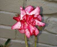 4 เมล็ด เมล็ดพันธุ์ ชวนชม สายพันธุ์ Nanala สีแดง ออกดอกทั้งปี กุหลาบทะเลทราย Desert Rose Adenium Flower Seeds ราชินีบอนไซ อัตราการงอก 80-90%