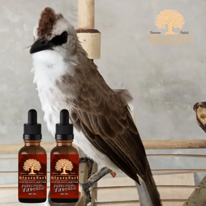 doping burung trucukan lomba / doping trucukan / doping trucukan alami / obat trucukan biar gacor / ramuan trucuk gacor / suplemen untuk burung trucukan / vitamin burung trucukan biar gacor | Lazada Indonesia