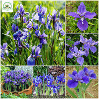 เมล็ดดอกไม้สวย บอนสี Blue Iris lactea Flower Seeds ไม้ประดับ บอนไซ เมล็ดดอกไม้ เมล็ดพันธุ์ ดอกไม้จริง ต้นไม้หายาก เมล็ดพันธุ์พืช ต้นไม้ฟอกอากาศ ต้นบอนไซ ต้นไม้แคระ แต่งสวน ​เมล็ดพันธุ์แท้ 100% ปลูกง่าย ปลูกได้ทั่วไทย (บรรจุ 100 เมล็ด - Seeds for planting)