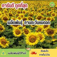 ถูกที่สุด เมล็ดทานตะวันชมดอก