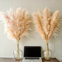 หญ้า Pampas ต้นไม้แห้งยาวตกแต่ง Boho ปุยกกเครื่องประดับโต๊ะแต่งงานดอกไม้ธรรมชาติวัสดุรูปแบบจำนวน