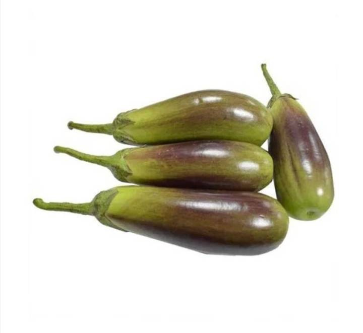 มะเขือยาว-aubergine-long-eggplants-seeds-มะเขือยาวลูกผสม-มะเขือยาวม่วงลิงมังกี้-มะเขือยาวฟาร์มเมอร์ลอง-มะเขือยาวซาไก-มะเขือยาว