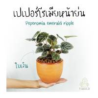 Treeno.9  T53 เปเปอร์โรเมียหน้าย่นใบเงิน  (Peperomia emerald ripple) กระถาง 4 นิ้ว ล๊อตใหม่  สูง 20-30 cm. ใบสีเงินเอกลักษณ์ พุ่มใหญ่สวย