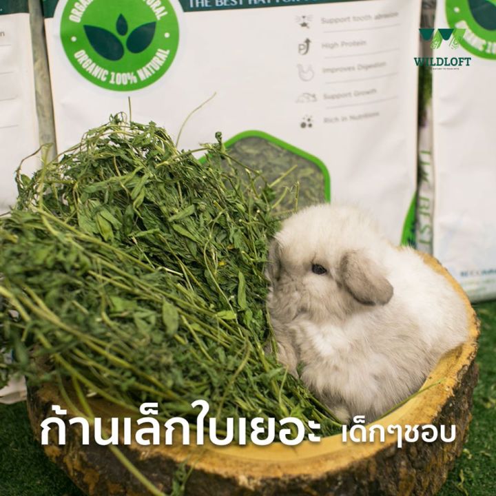 หญ้า-wildloft-premium-alfalfa-hay-หญ้ากระต่าย-ชินชิล่า-หนูแก๊สบี้-และสัตว์ฟันแทะทุกชนิด-คัดเกรดพรีเมียม-คุณภาพสูง-510-g