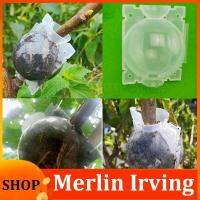 Merlin Irving Shop 5pcs Plant Rooting Growing Ball Grafting Root Box Case Nursery Tray Breeding Tree Graft Container Cup Tools