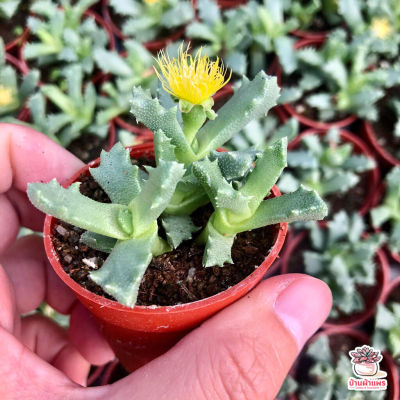 ( PRO+++ ) โปรแน่น.. Faucaria Subintegra ไม้อวบน้ำ กุหลาบหิน แคคตัส เพชร cactus&amp;succulent ราคาสุดคุ้ม พรรณ ไม้ น้ำ พรรณ ไม้ ทุก ชนิด พรรณ ไม้ น้ำ สวยงาม พรรณ ไม้ มงคล