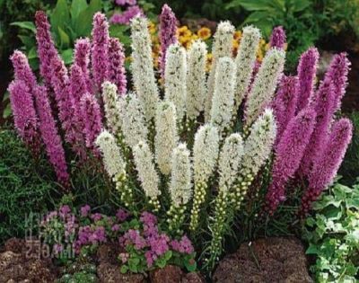 เมล็ดพันธุ์ Seeds Bonsai ลิอะทริส liatris spicata gayfeather 300 เมล็ด เมล็ดพันธุ์ Seeds Bonsaiนำเข้าจาก อังกฤษ