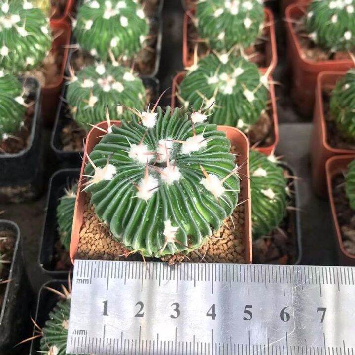 plants-center-พร้อมส่ง-duoly-กระบองเพชร-แคคตัส-cacuts-พร้อมส่ง-คลื่นสมอง-stenocactus-multicostatus-ส่งแบบถอดราก