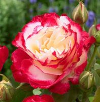 กุหลาบ White Pink Rose Rose Seeds 30 เมล็ดพันธุ์ Garden Seed  ดอกใหญ่ สินค้านำเข้า