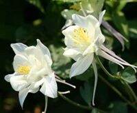 20 เมล็ดพันธุ์ เมล็ด ดอกโคลัมไบน์ (Columbine) ดอกไม้ Colorado Columbine flower Seed อัตราการงอก 80-85%