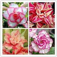 12 เมล็ด เมล็ดพันธุ์ ชวนชม สายพันธุ์ฮอลแลนด์ คละสี Adenium Seeds กุหลาบทะเลทราย Desert Rose ราชินีบอนไซ อัตรางอก 80-90% มีคู่มือปลูก