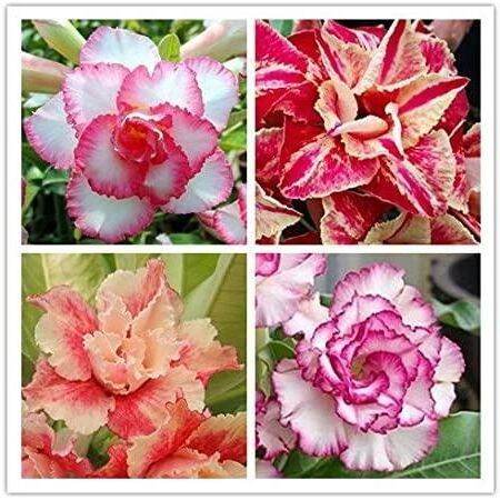 12-เมล็ด-เมล็ดพันธุ์-ชวนชม-สายพันธุ์ฮอลแลนด์-คละสี-adenium-seeds-กุหลาบทะเลทราย-desert-rose-ราชินีบอนไซ-อัตรางอก-80-90-มีคู่มือปลูก