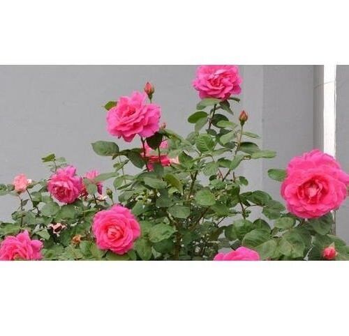 30-เมล็ด-เมล็ดพันธุ์-ดอกกุหลาบ-สีบานเย็น-พันธุ์แคระ-กุหลาบจิ๋ว-rose-seeds