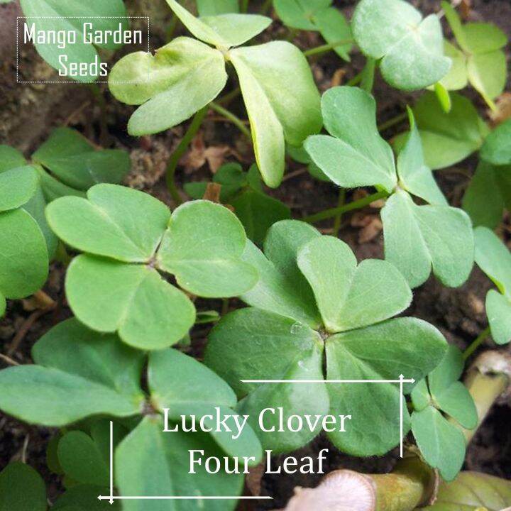 Four Leaf Clover Grass Seeds 100 Seed *Pot Friendly* Tanam Pasu