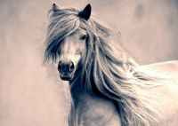 ♤﹉ WILD HORSE - กรองสไตล์ Art ฟิล์มพิมพ์ผ้าไหมโปสเตอร์ Home Wall Decor 24x36inch